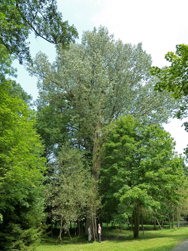 Giant silver willow / Гигантская серебристая ива, Несвиж