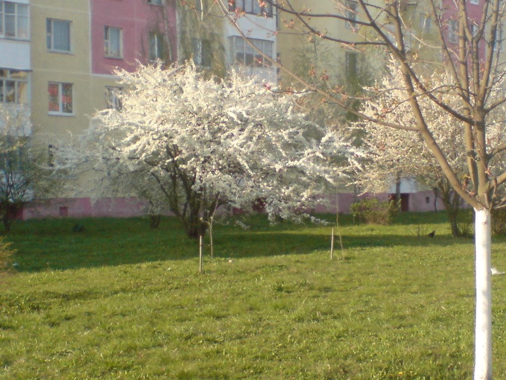 Soligorsk, like cherry tree in Japan, Солигорск
