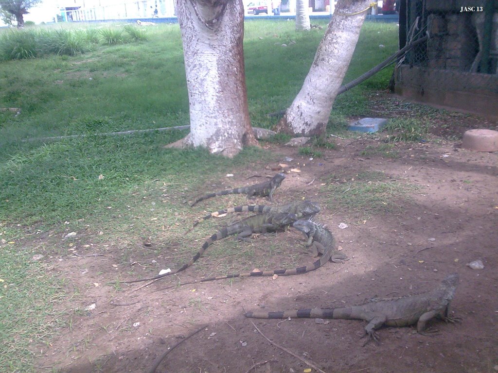 Iguanas en jardinera de la terminal, Коатцакоалькос