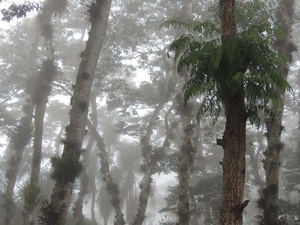 Niebla entre los Arboles, Кордоба