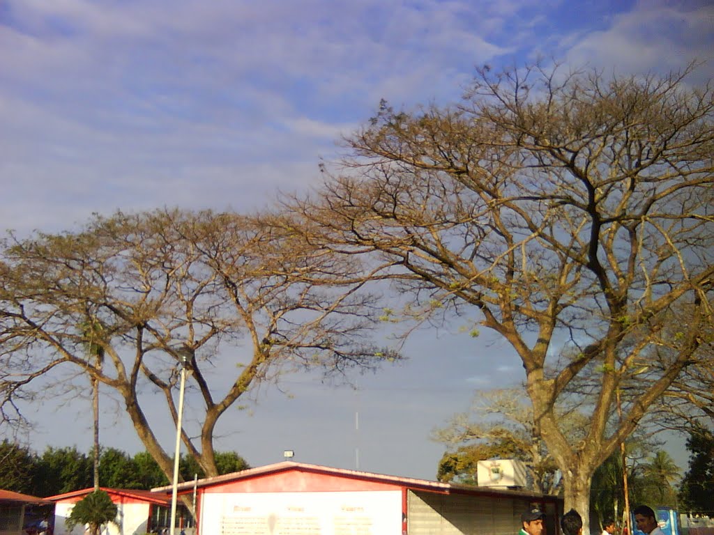 Árboles de Otoño, Косамалоапан (де Карпио)