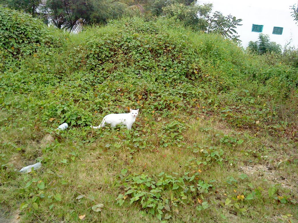 Gato blanco cerca del tec, Косамалоапан (де Карпио)