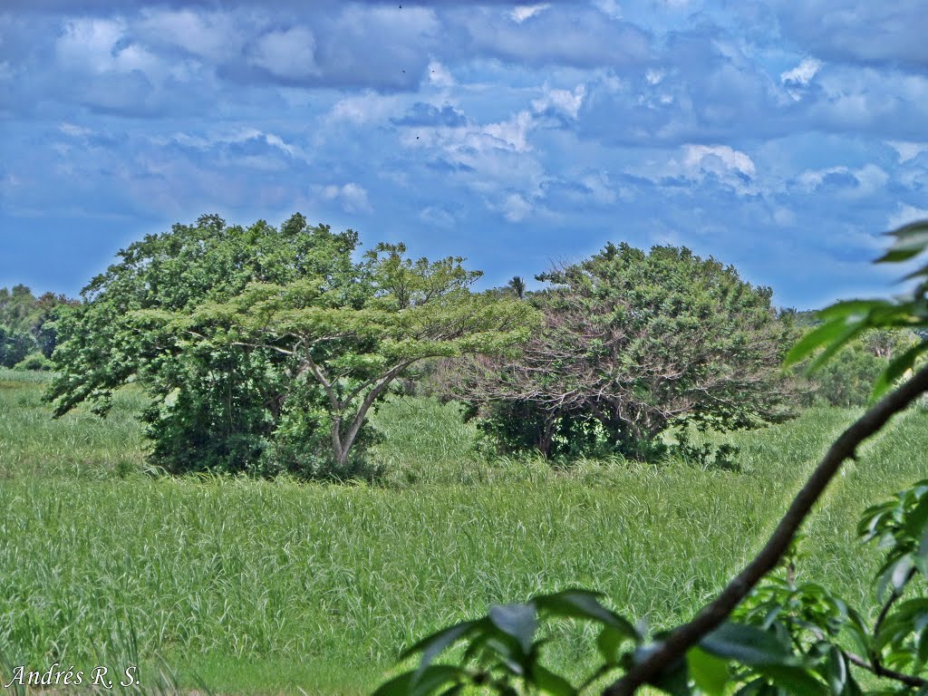 Entre los Árboles/Into The Trees, Косамалоапан (де Карпио)