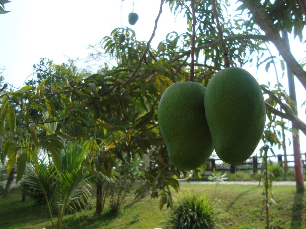 Los Mangos, Пануко