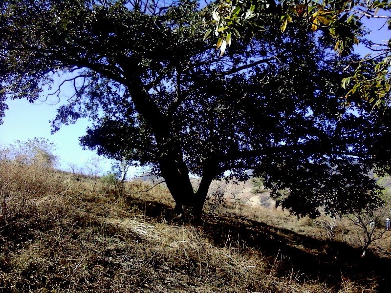 Árbol, Телолоапан