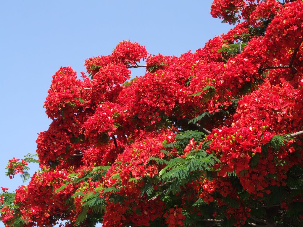 Jacaranda Roja, Леон (де лос Альдамас)