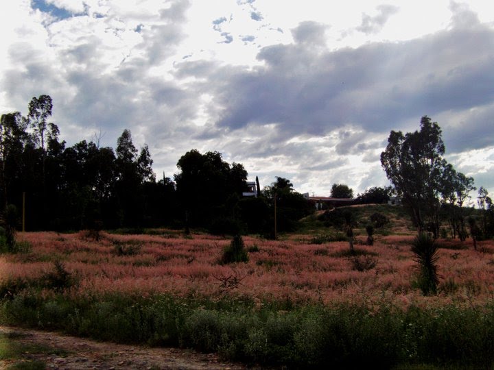 El campo alrededor de la Concha Acustica, Дуранго