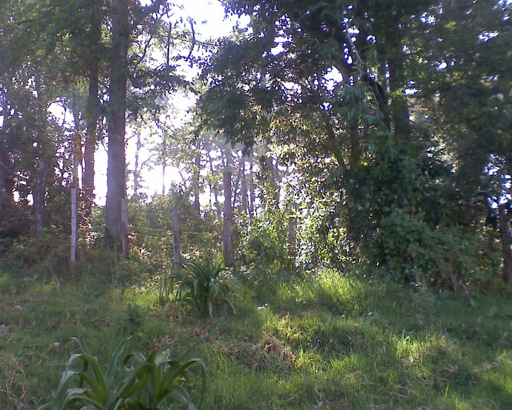 bosque, Иксмикуилпан