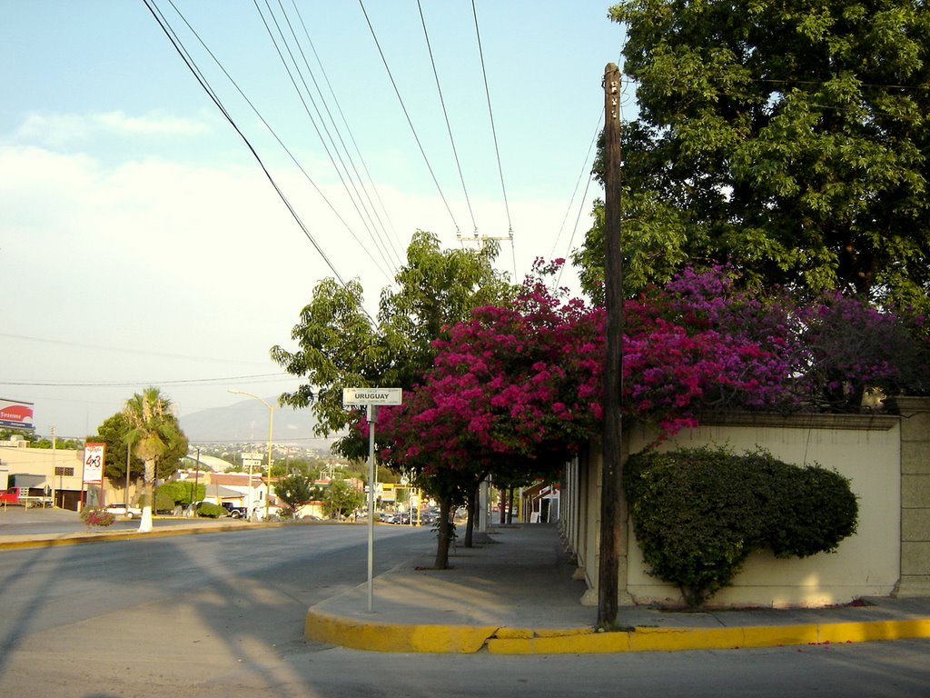 Bougainvillea at Corner Monclova Mexico, Монклова