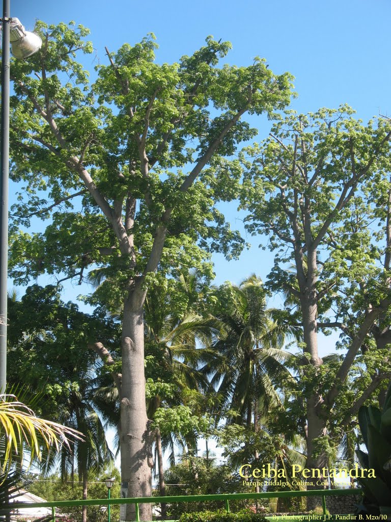 Ceiba pentandra (Ceiba, java, kapok, arbol algodon o seda), Колима