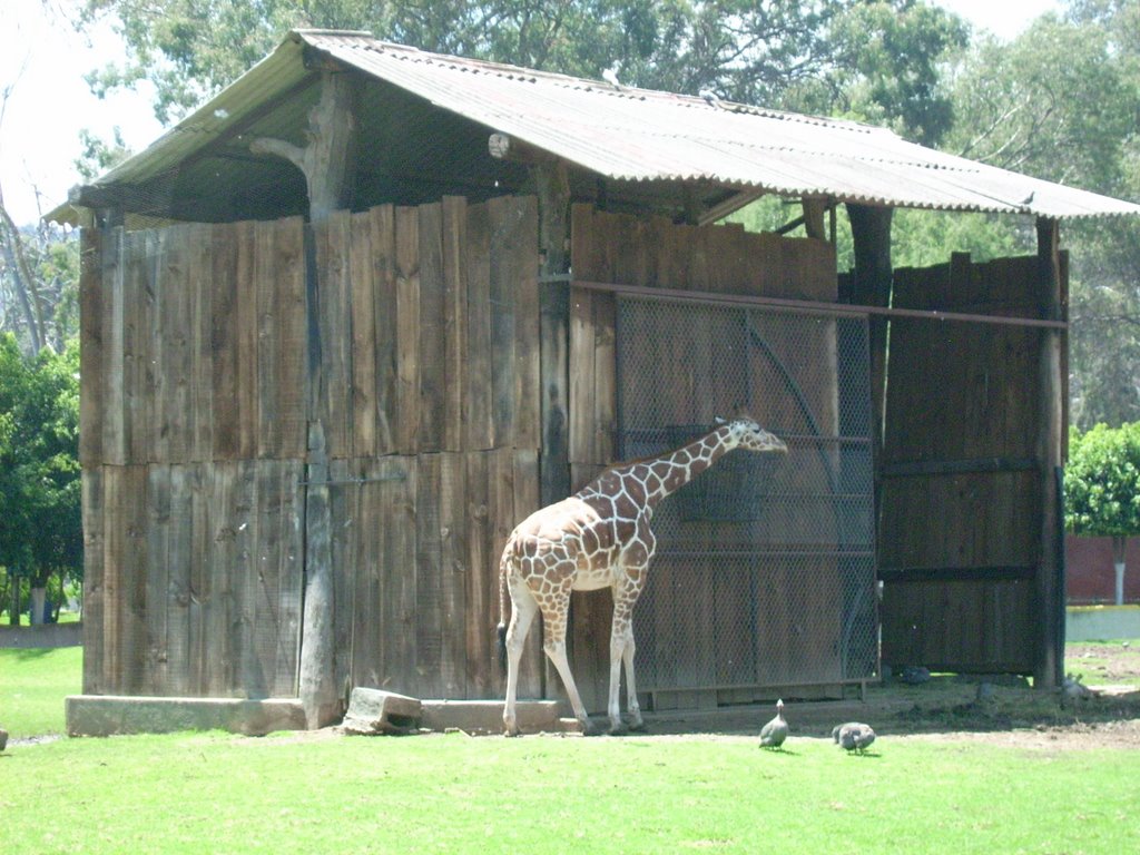 Zoológico de Morelia. (Parque Juarez), Морелиа