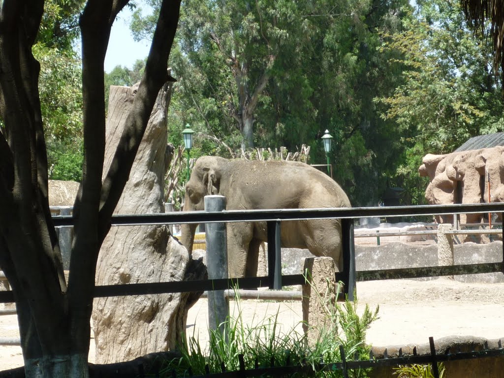 Elefante en el Zoológico de Morelia, Морелиа