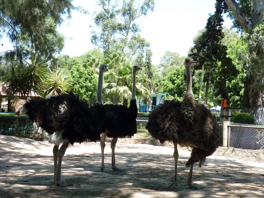 Ostriches at meeting. Morelia Zoo, Морелиа