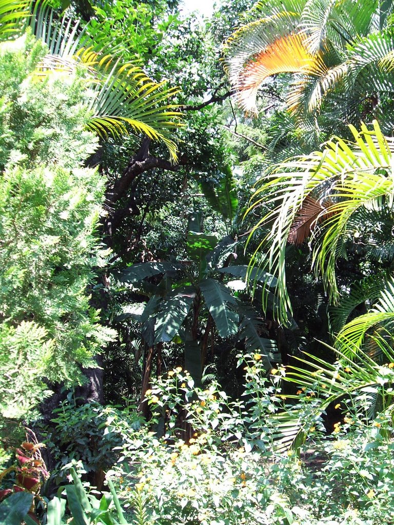 Jardin Borda, Куэрнавака