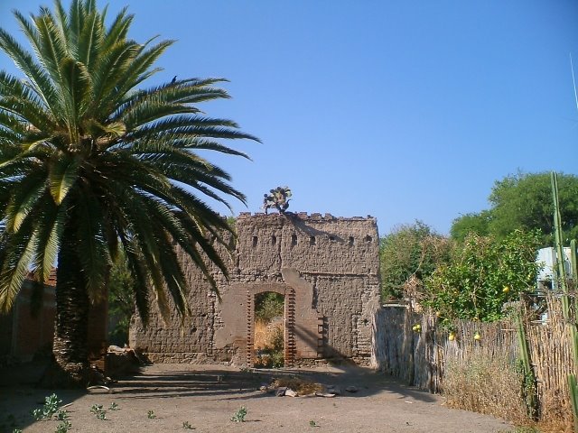 Nopal arriba de antigüo muro de de casa de adobe, Тлаколула (де Матаморос)