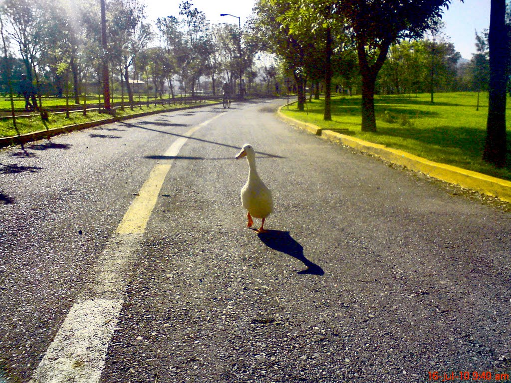 Pato deportista (Parque Ecologico, Puebla, Mexico ), Ицукар-де-Матаморос