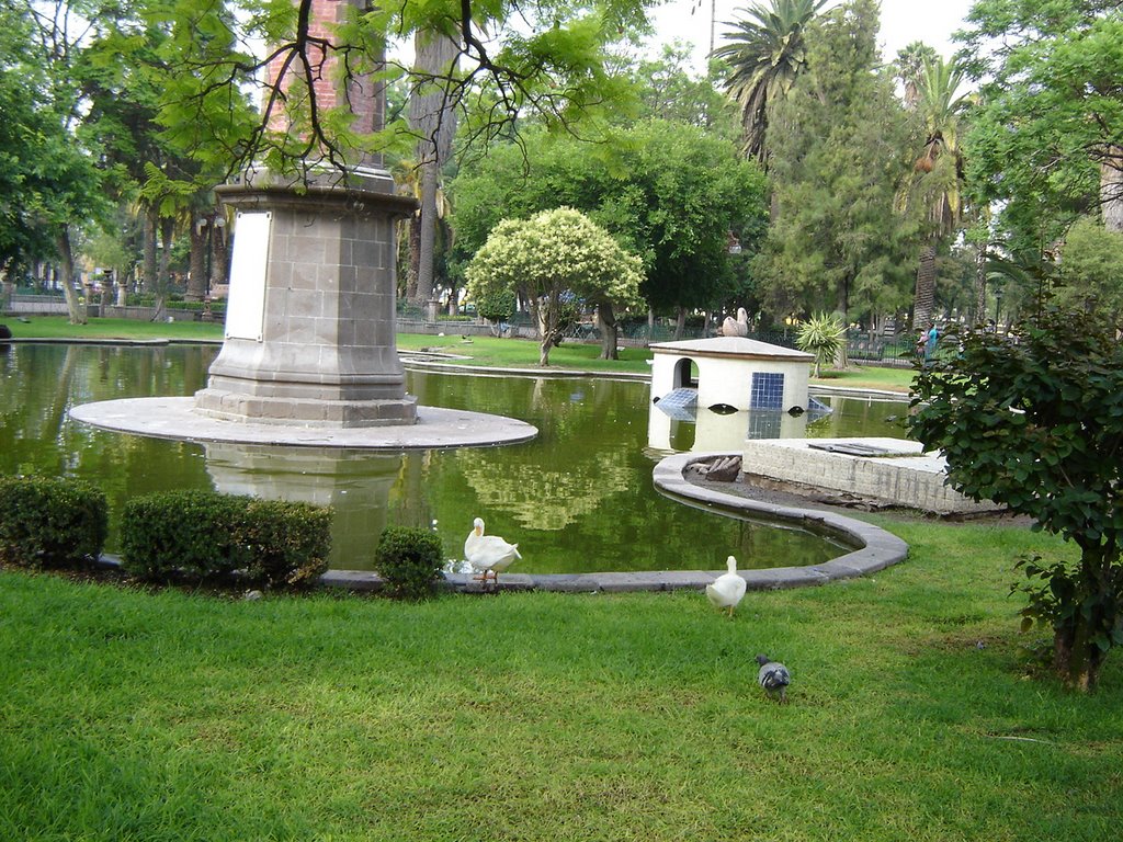 오리 두마리 Centro Park at San Luiis Potosi, Матехуала
