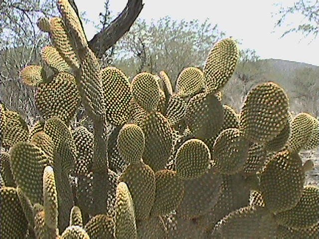 Cactus Opuntia rufida, Риоверде