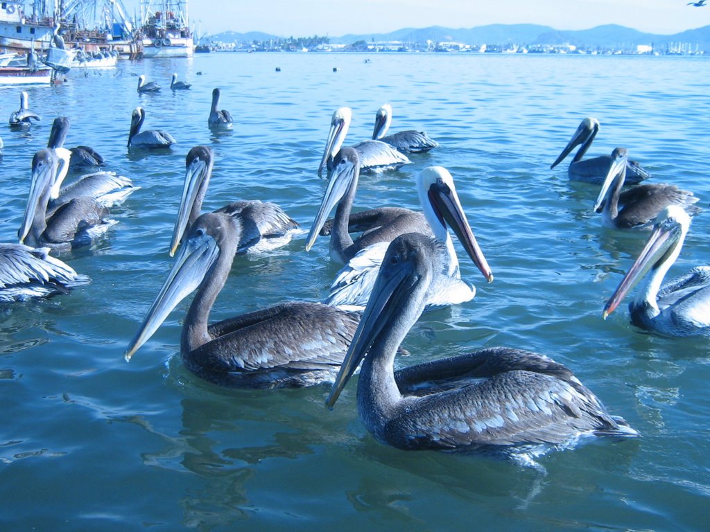 Pelicans, Мазатлан