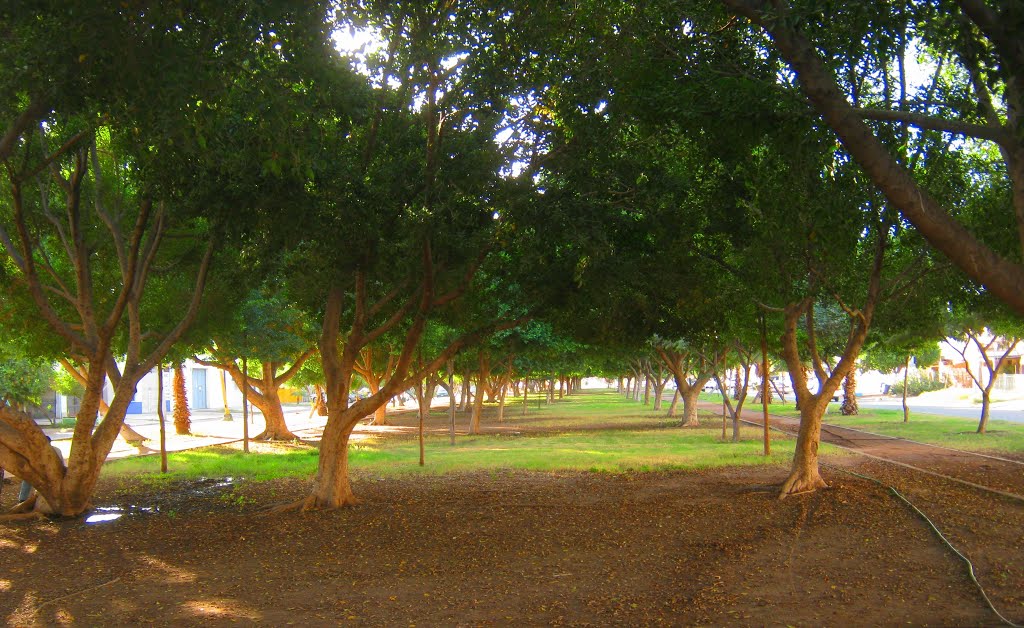 Un oasis verde- el Boulevard Ignacio Ramírez, Cd. Obregón, Son., Емпалм
