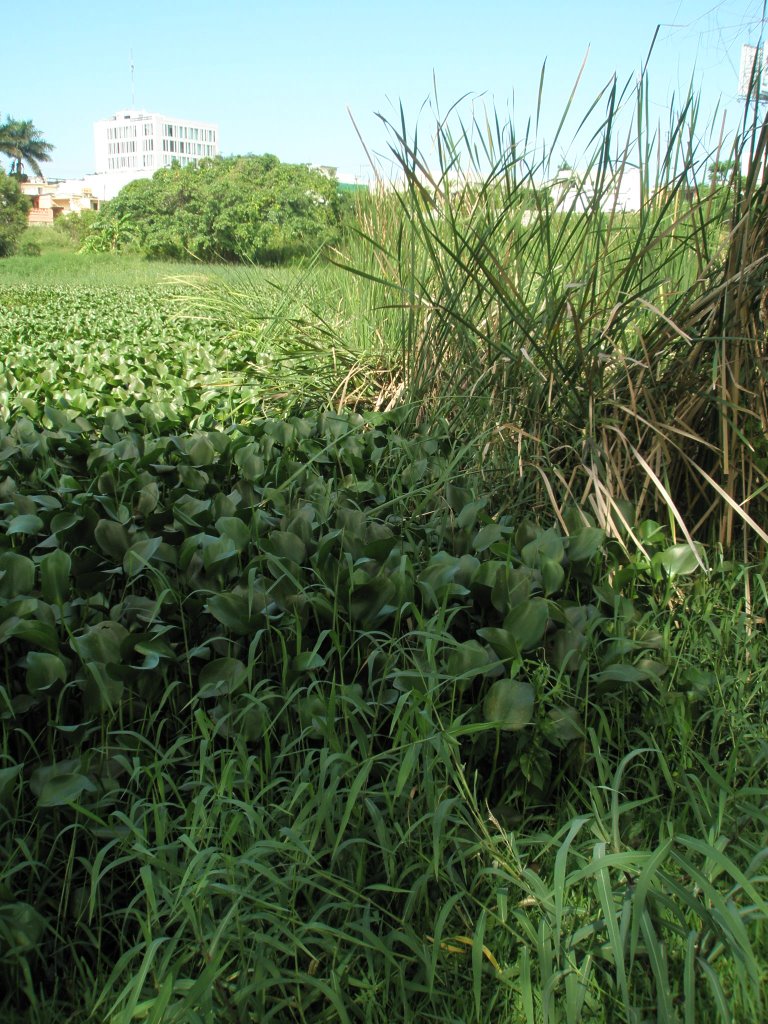 Vegetacion a orillas de la laguna del Chariel, Тампико