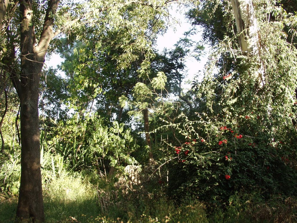 vegetación en  "Las Indias", Ла-Барка