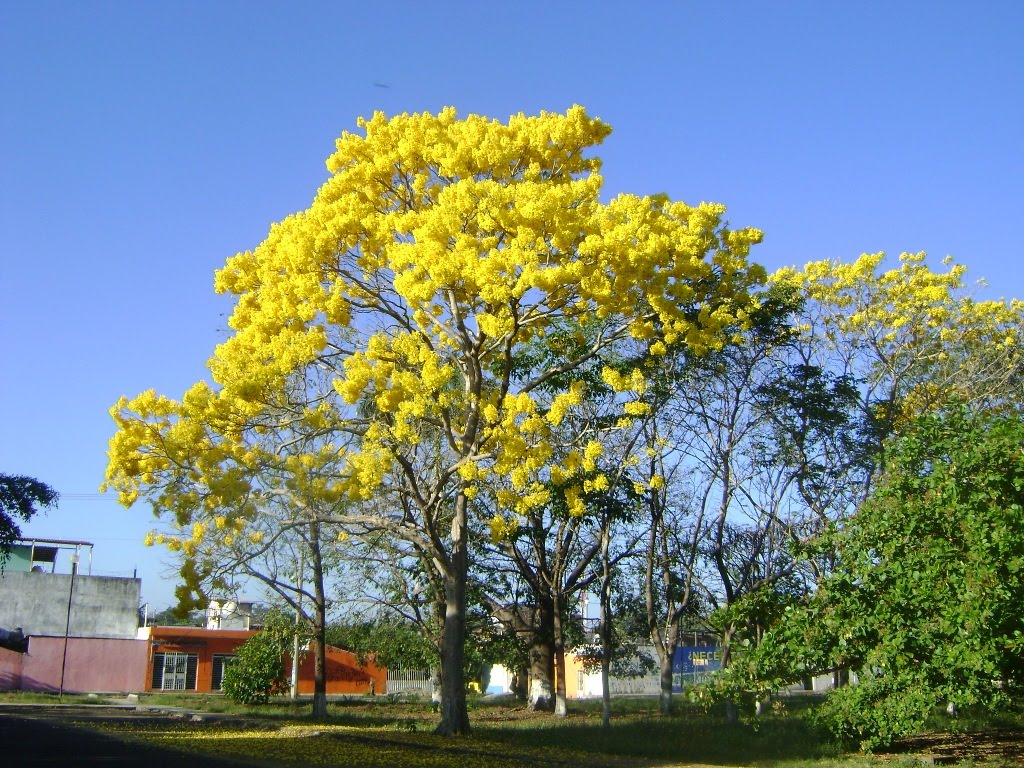 Arbol de Primavera (Estacionamiento de la Unidad Administrativa), Тапачула