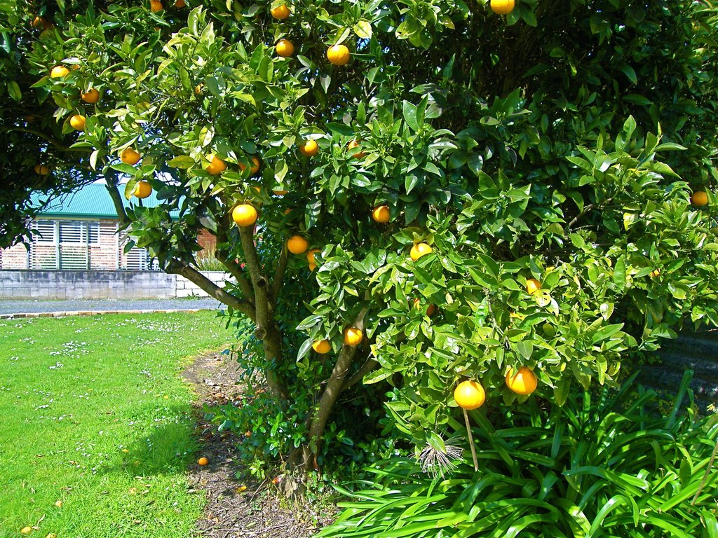 My Orange Tree, Гамильтон