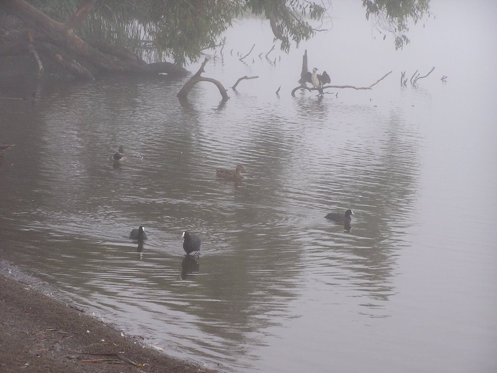 Birds on Lake Rotoroa, Hamilton NZ Misty Morning, Гамильтон