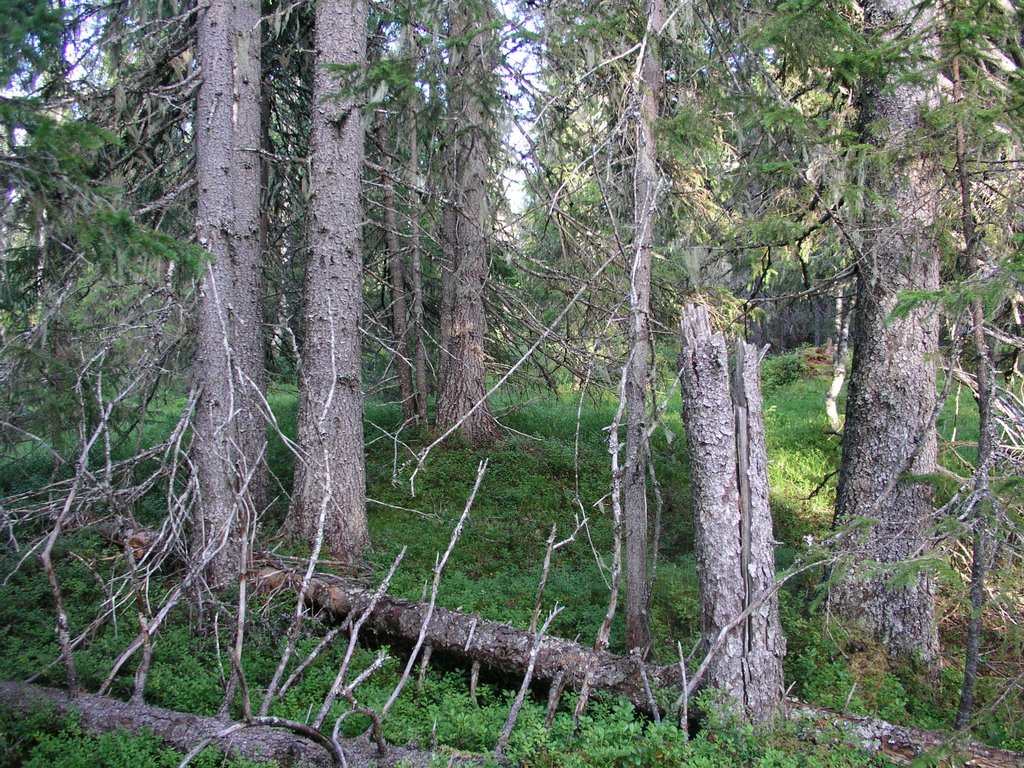 Stor-Foskvattnet unprotected old-growth forest 2, Боде