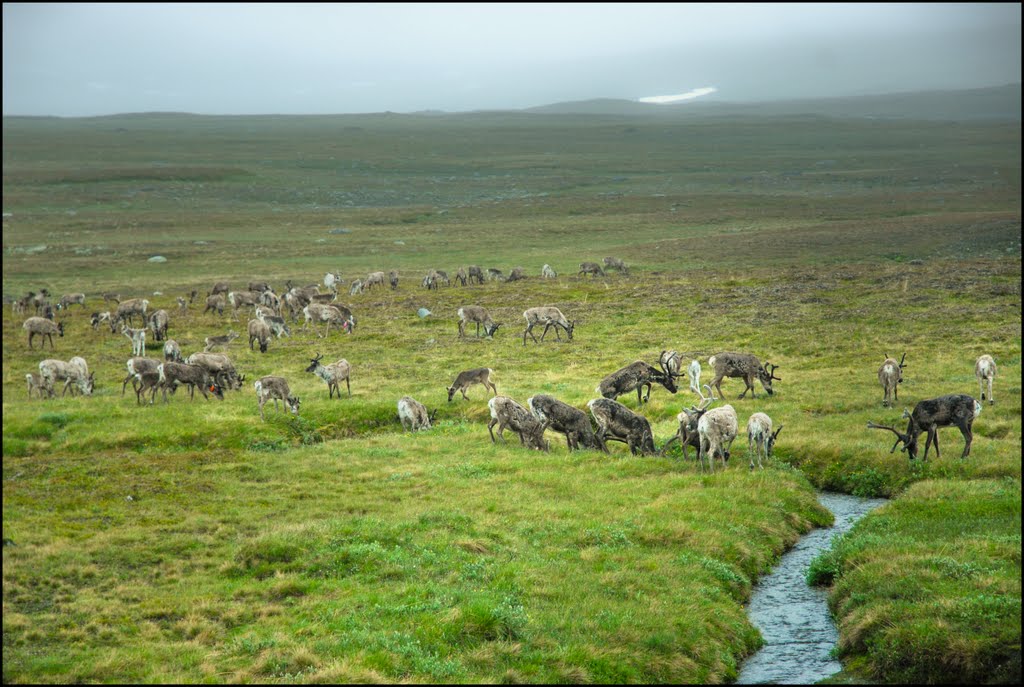 reindeer at steikenjokk, Боде