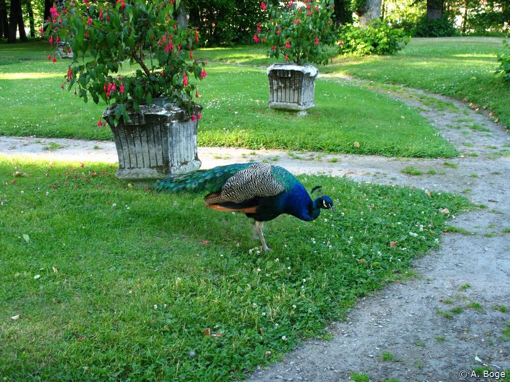 Peacock at Gulskogen Manor, Драммен