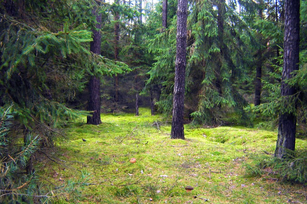 Las świerkowy, Билава