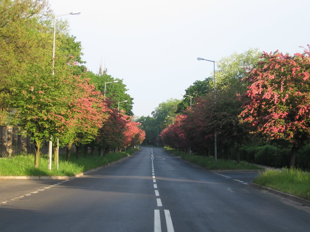 Street in flowers, Болеславец