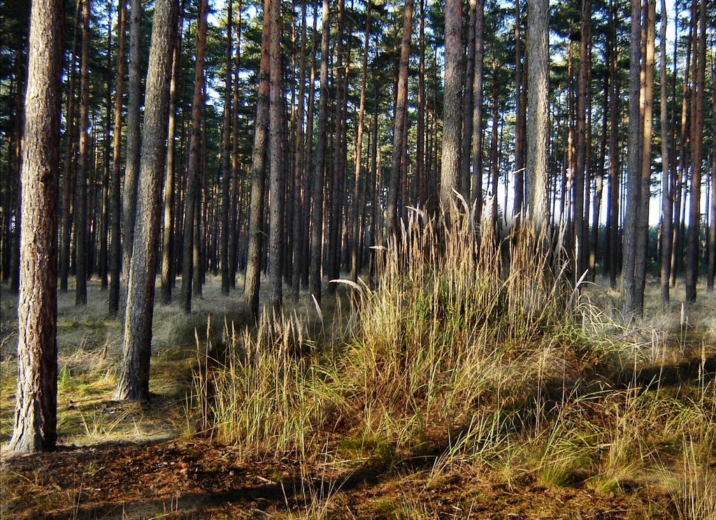 Kępa traw w sosnowym lesie, Валбржич