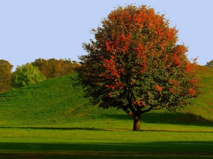 Jesień idzie przez park, Легница