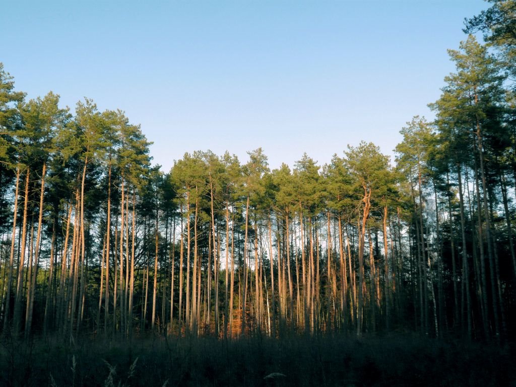 Las w okolicy Mostek, Заган