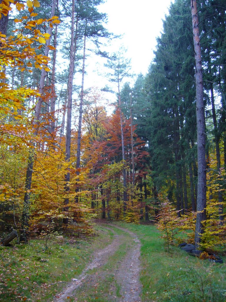 Las jesienią, Зелона-Гора