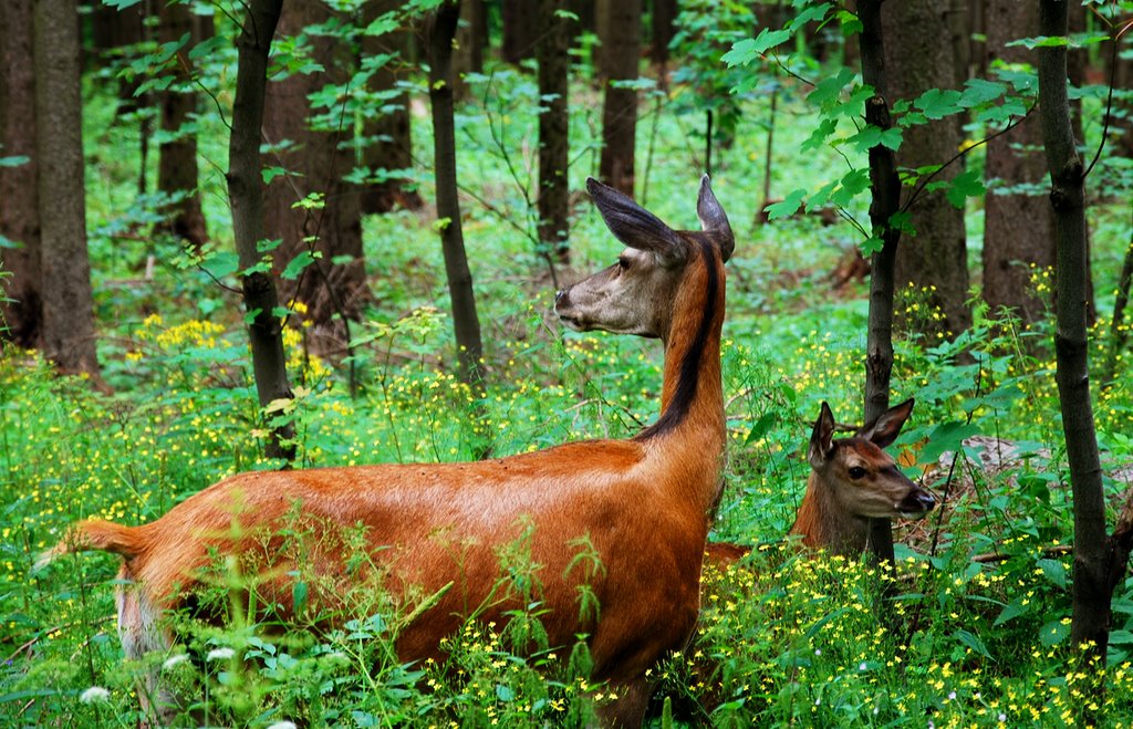 Deers in the centre of Zakopane City, Закопане