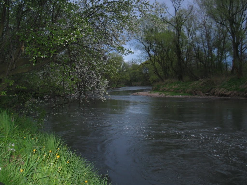 rzeka Skawinka, Скавина