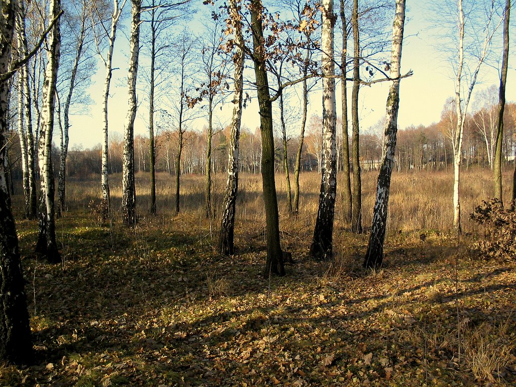 Wołomin . Widok na  bagienko  11-XI-2003r., Воломин