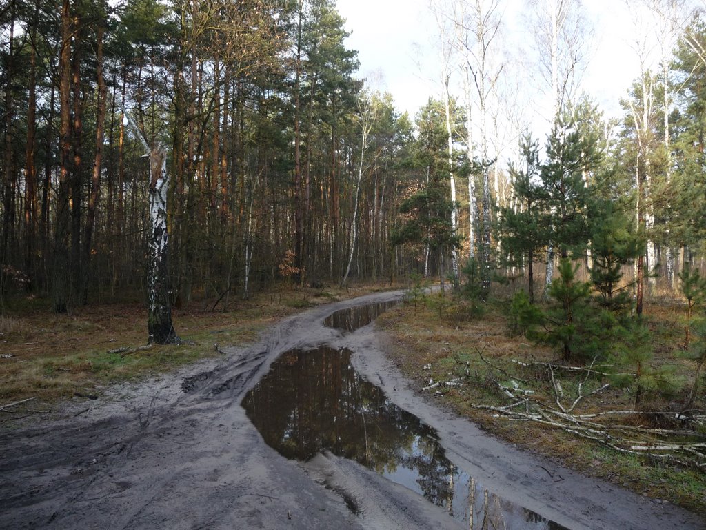 Skrzyżowanie leśnych dróg - północ/north, Вышков
