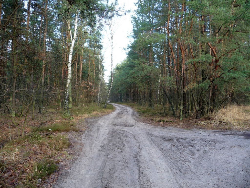 Skrzyżowanie leśnych dróg - północny wschód/north east, Гроджиск-Мазовецки