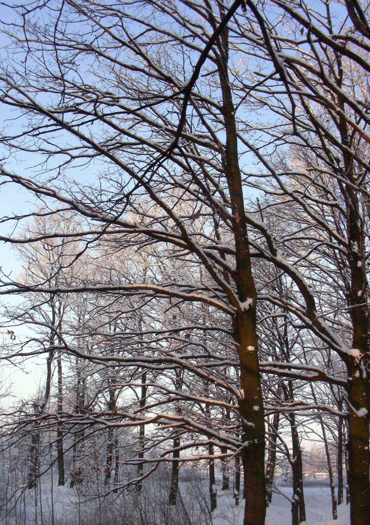 Drzewo, Гроджиск-Мазовецки