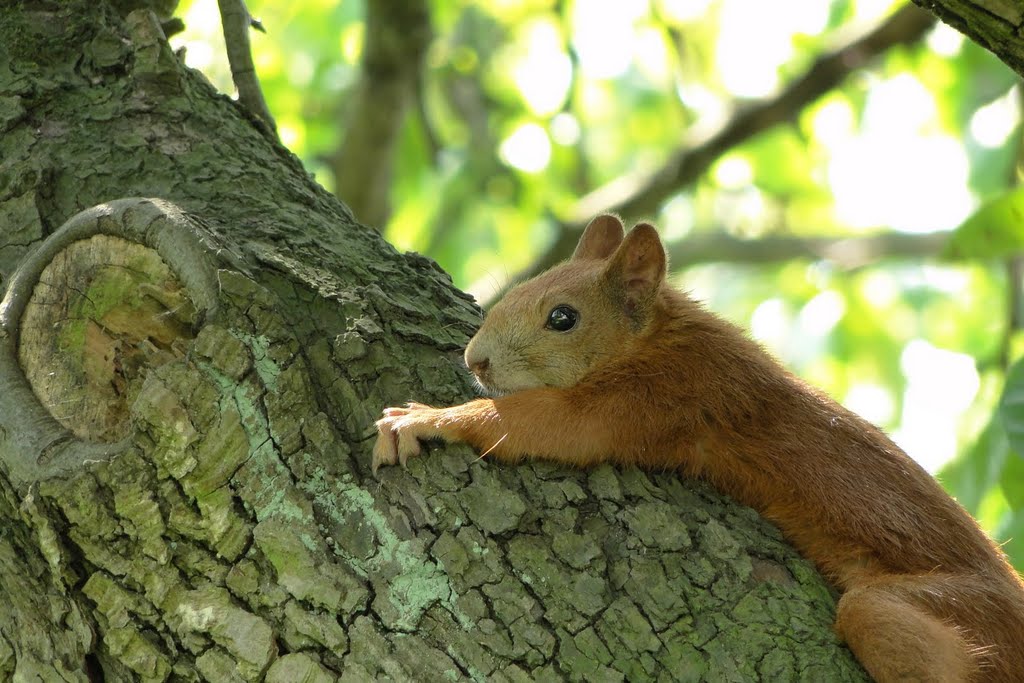 Sierpniowe upały 2010 nawet wiewiórki nie miały sił. <-->The August heat wave., Козенице