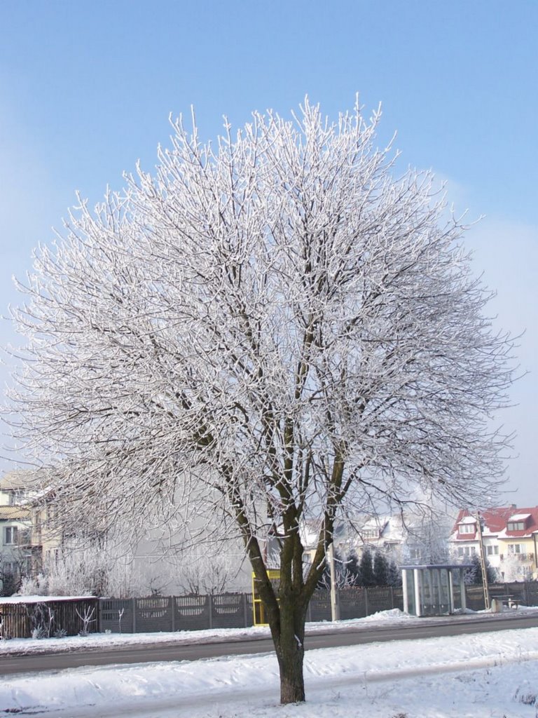 Winter tree, Остролека