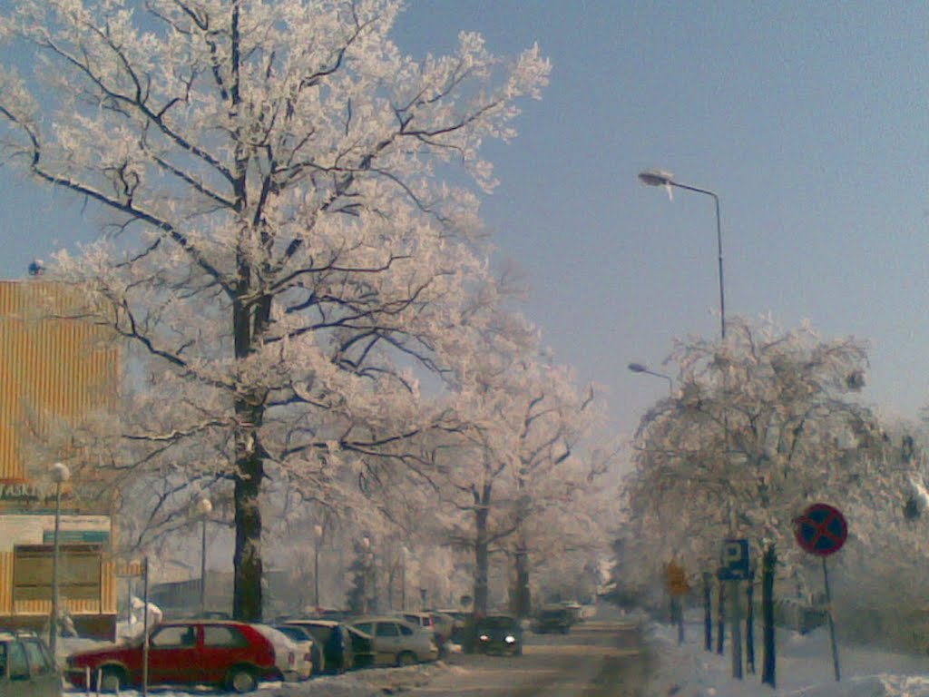Ośnieżone drzewa przed szpitalem, Тарнобржег