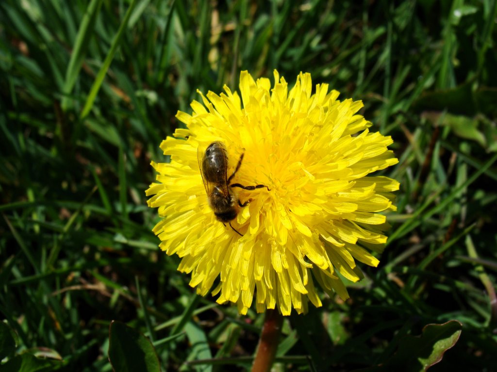Mlecz, łyczoga (Sonchus L.) & pszczoła  (kwiecień 2009), Аугустов