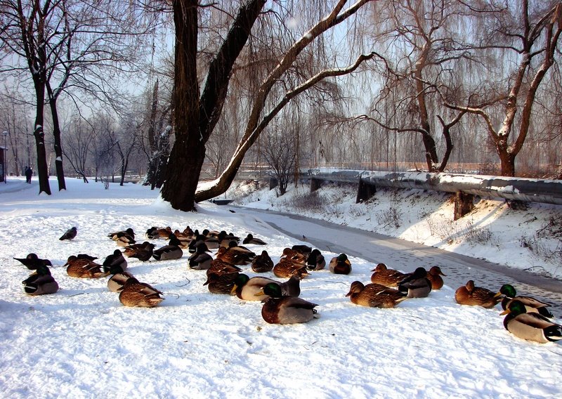 Białostockie kaczki, Белосток