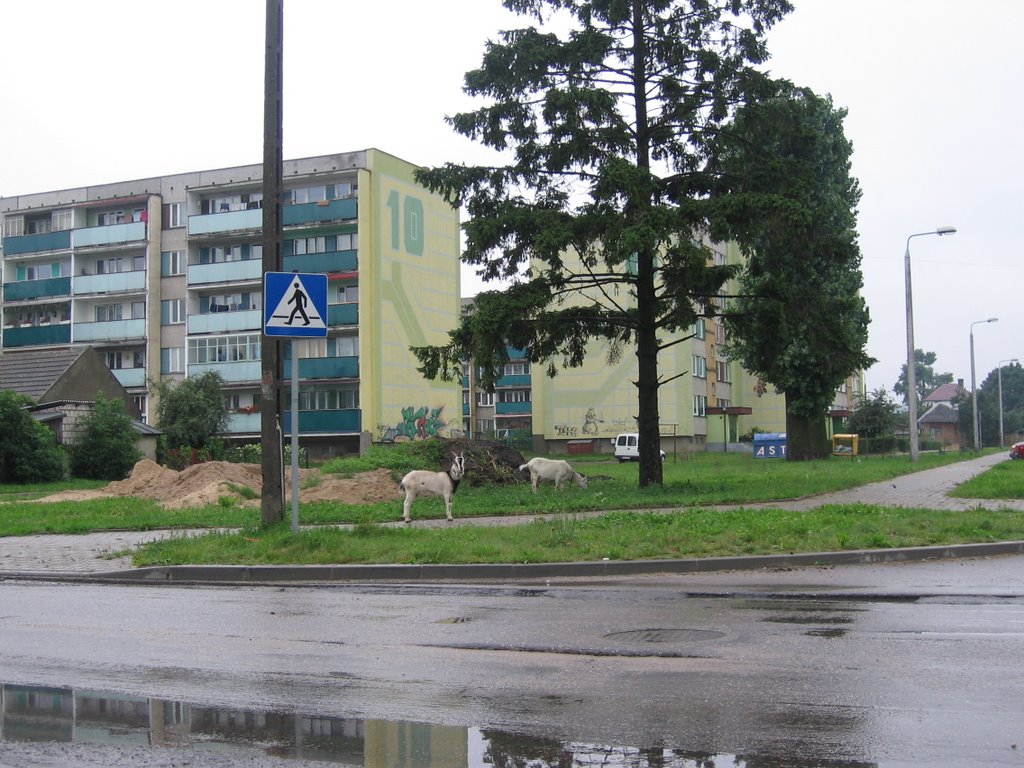 Bielskie kozy, Бельск Подласки